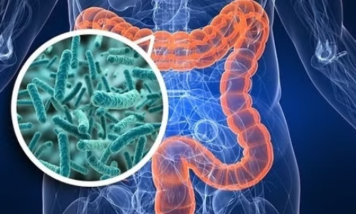 O Impacto da Microbiota Intestinal na Sua Perda de Peso